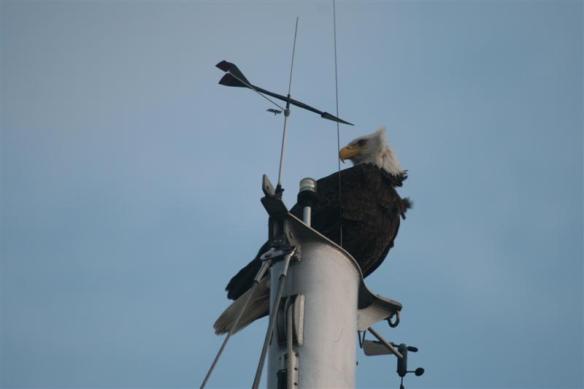 Happily sitting on top of sailboats!!