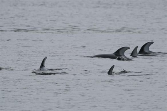 Pacific White Sided Doplhin