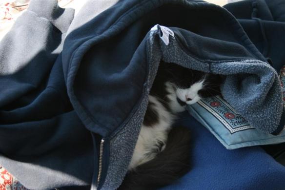 Annie, asleep in the cockpit, while we travel,hidden under my jacket.