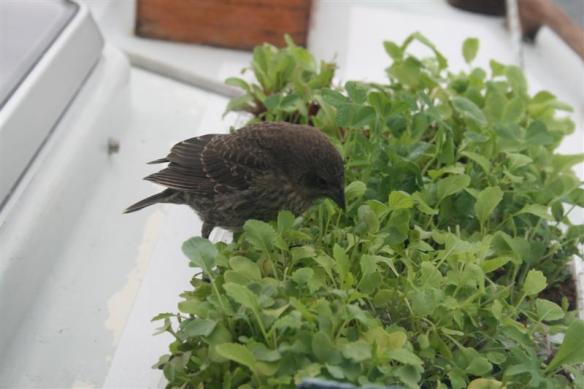 Hhhmmmm.....seeds!!!!