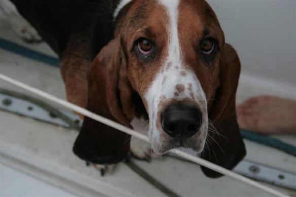 Sam, the basset hound.