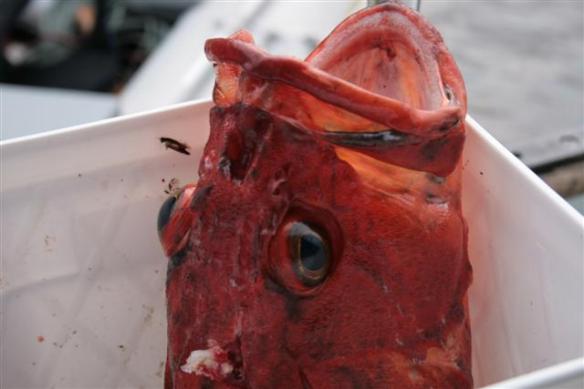 One very big face!!!