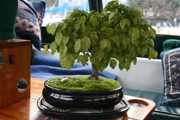 Japanese Hornbeam,66 years old!!!!