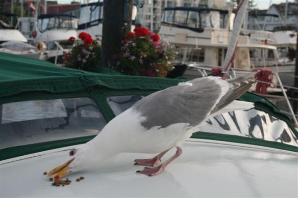 Darn hard to eat these cat crunchies with this beak!!!