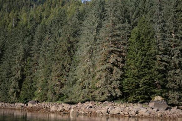 A beautiful forest lines the shore