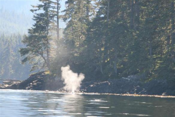 Whales near Mabel Island
