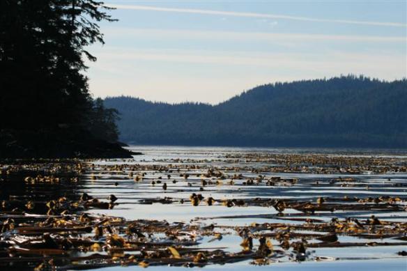 Lots of kelp near Coffman Cove, this is where the whales were. 