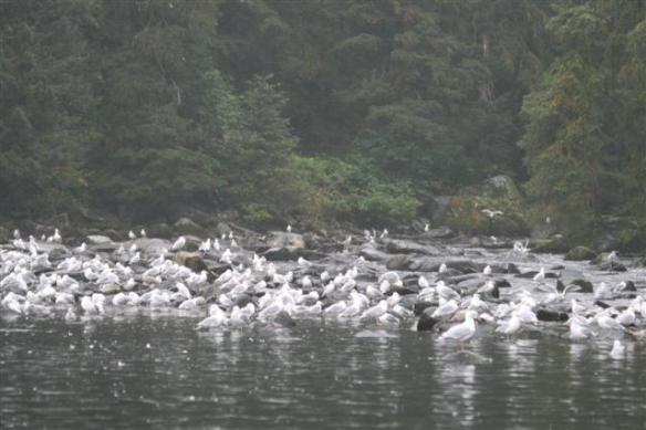 Definately fish here somewhere.