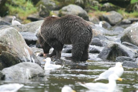 One of the two sisters, this one is a darker brown, the other more cinnamon.