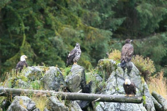 Eagles hangin' out.