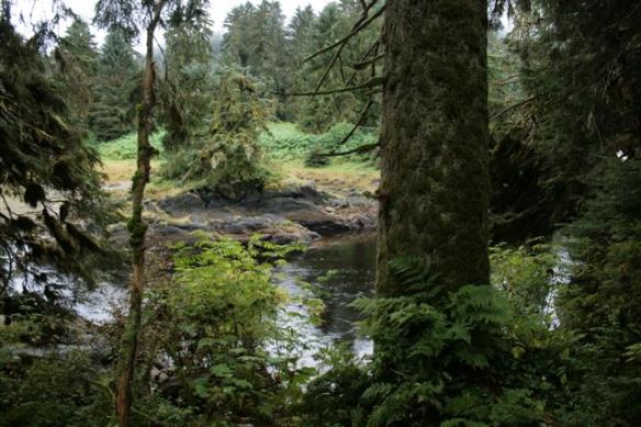 A beautiful setting, the forest is amazing,and because of all the rain and fog , everything is so green.
