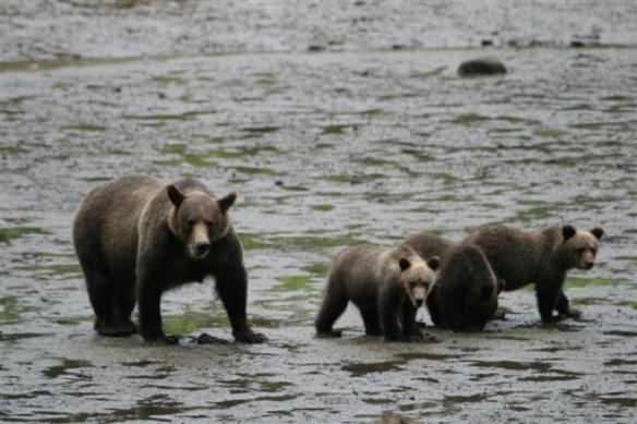 Alaskan brown bear with her three cubs.