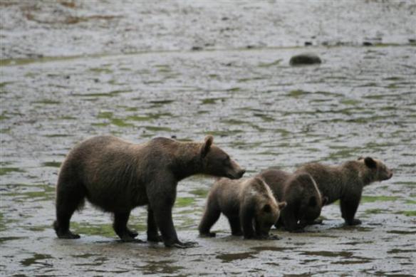 Alaskan brown bear with her three cubs.