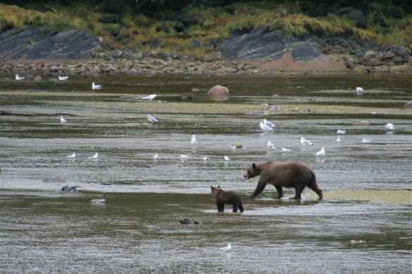 Alaskan brown bear with her three cubs.