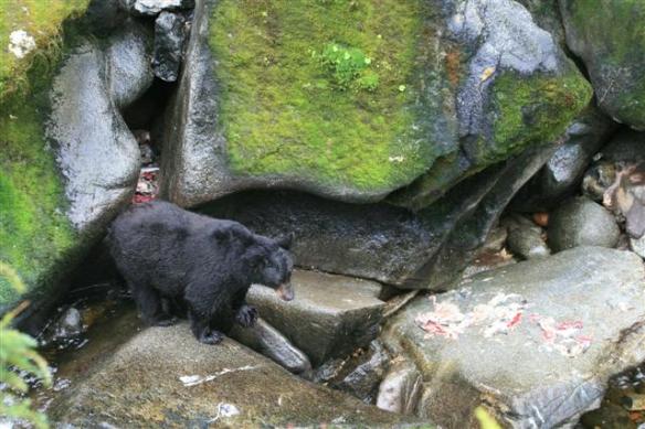 The bears hide in the rocks.