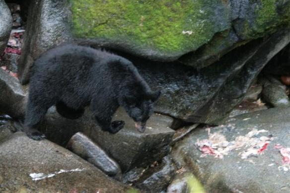 This fellow had his own rock table for fish.