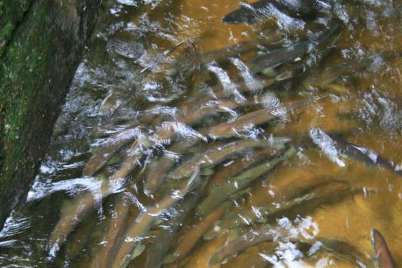 Still lots of King salmon in the creek , waiting to jump the falls.