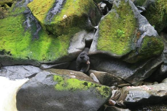 The surroundings of the creek are beautiful.