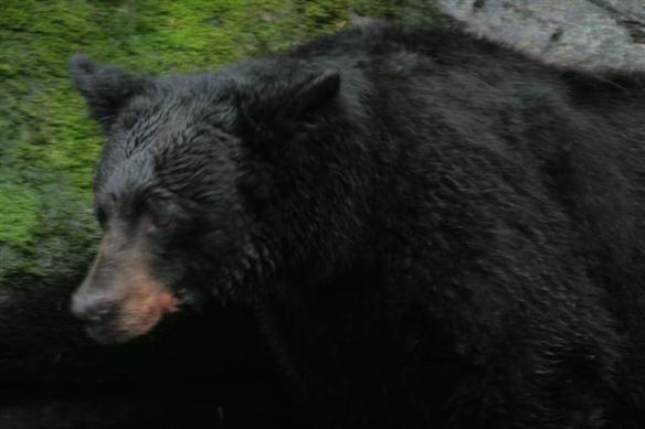 Beautiful big black bear.