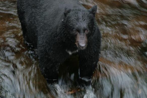 Might as well cool the paws, while grabbing dinner.
