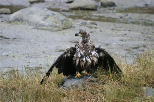 This young eagle took a nose dive into the creek,he looked just a mess!!!