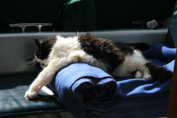 Annie on her spot, seems to be comfortable......