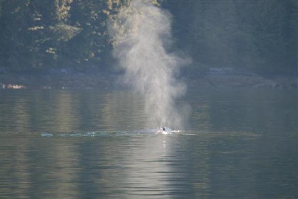 Whales in Fraser Reach.