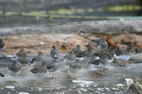 most wonderful little birds.