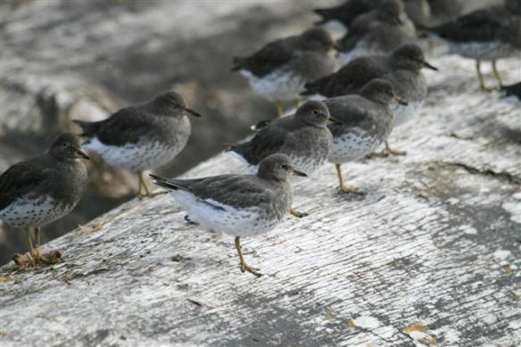 Surfbirds.
