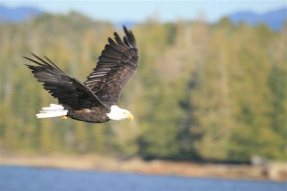 Checking out the fish situation.