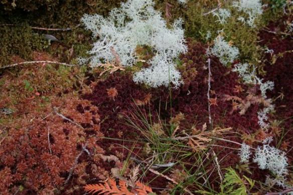 Colors on the trail.