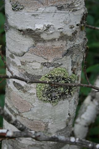 Western Birch tree.