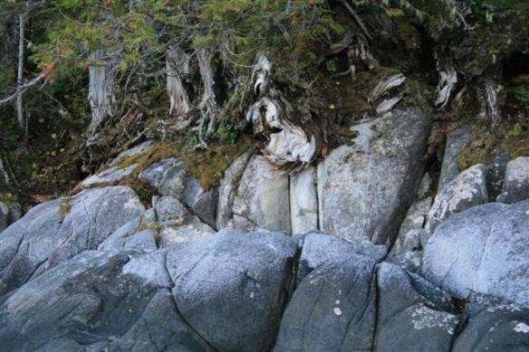 Shoreline in Sea Otter Inlet.