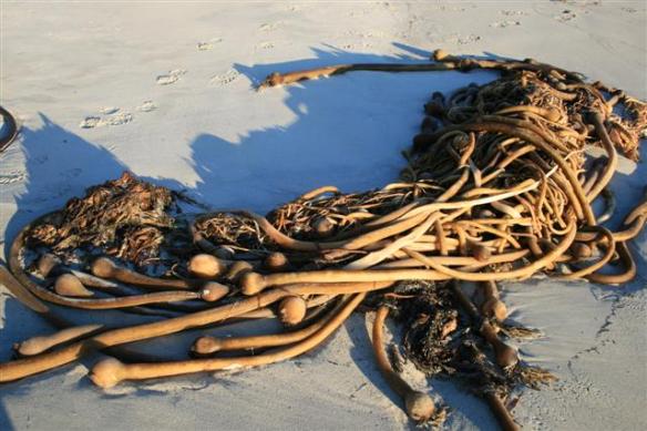 The beach is littered with great bundles of kelp.