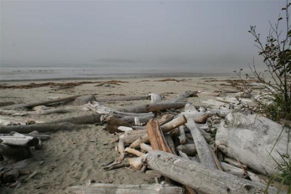 Early morning fog at Hakai.