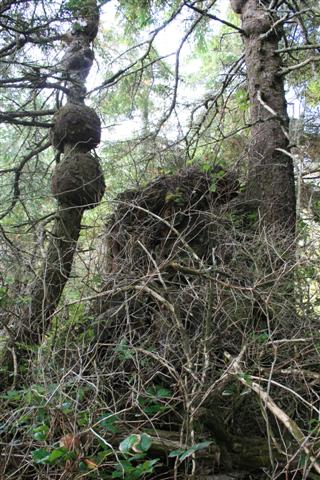 Strange growths on the Sitka trees.