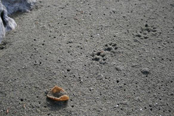 Pawprints in the sand......(a marten)