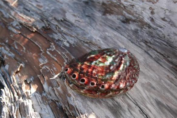 My treasure!!!! a red abalone shell!!!!!