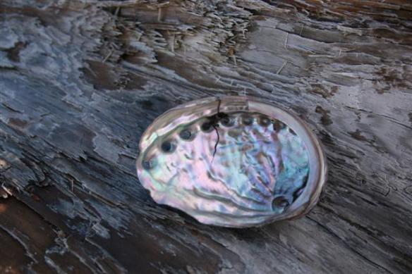 This shell was lying on the beach, the beautiful inside colors showing, shining in the sun,i couldnt believe my eyes!!!