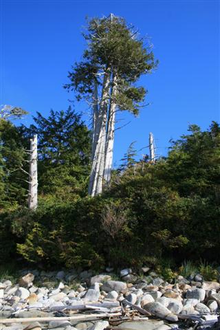 Magistic silver giants.