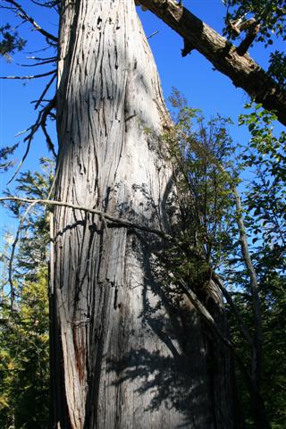 Silver cedar giant in the forest.