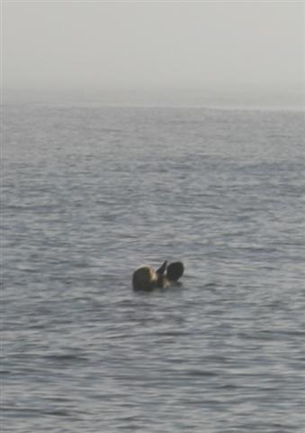 And then we saw sea otters, this is the only shot i have,but you can clearly see him , lying on his back.