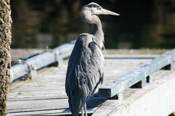 Port Hardy Heron, this guy owns the dock!!