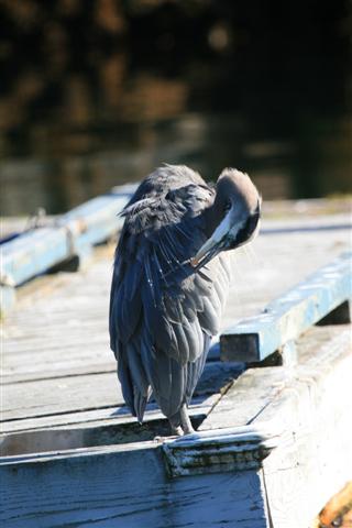 he looked at me for a while, then decided i was not important, and started cleaning his feathers.