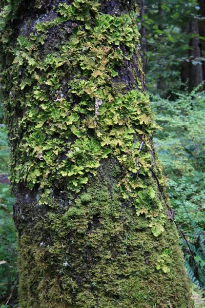 Lichen on a Sitka Spruce, green every where..