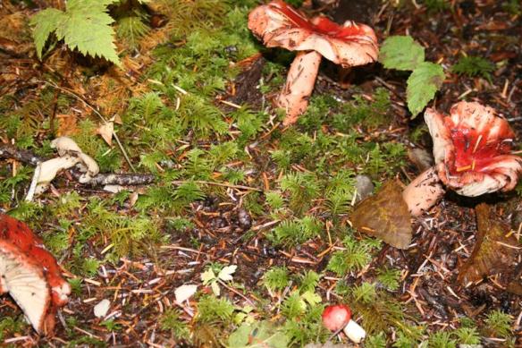 And then bright red in between all the green.