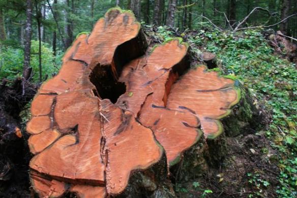 Huge Red Cedar base.