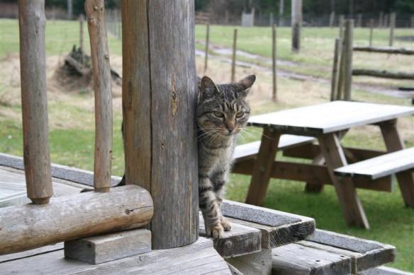 Charlie, the tabby , who came to visit us every time we were there, after all, we had some very nice cat food!!!