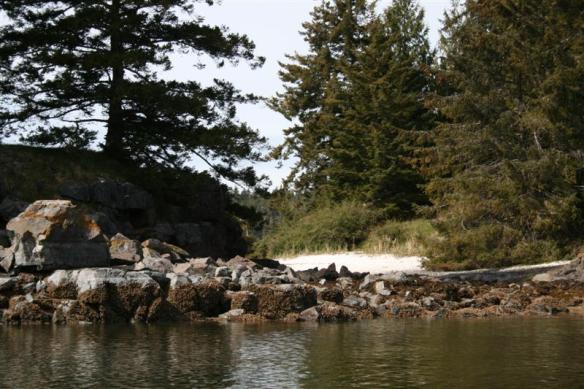 Shell midden, hidden behind the trees.