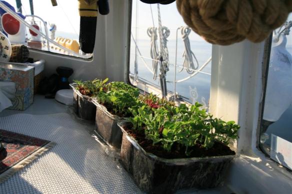 Micro greens growing again!!!